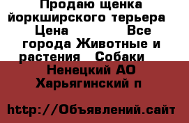 Продаю щенка йоркширского терьера  › Цена ­ 20 000 - Все города Животные и растения » Собаки   . Ненецкий АО,Харьягинский п.
